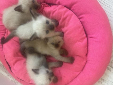 Kedilerim anne baba safkan