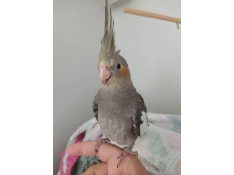 3 aylık yavru sultan papağanı