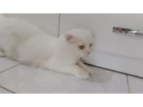 Ücretsiz scottish fold