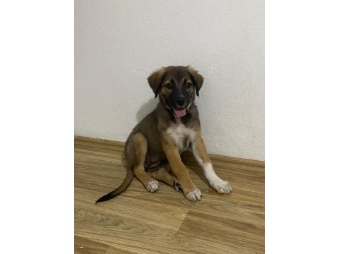 3 aylık sevimli yavru köpeğimiz