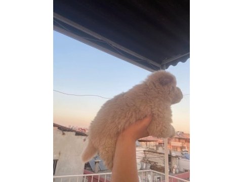 Chow chow köpeğimiz