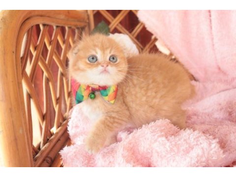Scottish fold top kafa erkek