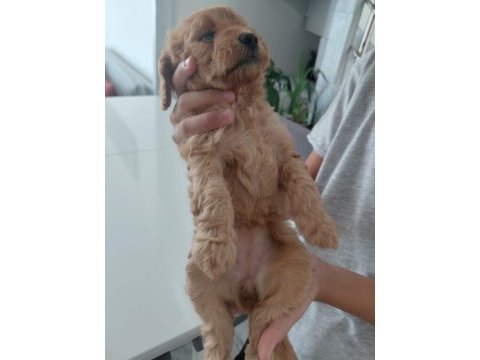 Sağlıklı dişi poodle yavrular 45 günlük kuşadası