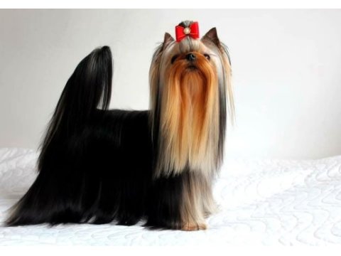 Şecere evraklı yorkshire terrier yavrular