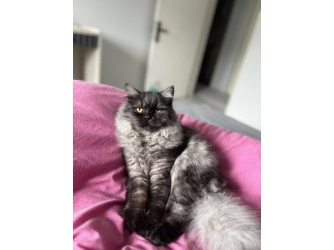 British longhair erkek kedimiz