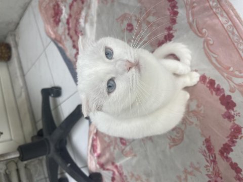 2 yaşında kısır dişi scottish fold yavrum