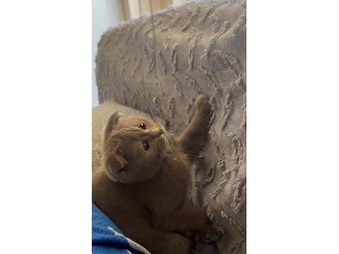 Scottish fold yavru 3 aylık