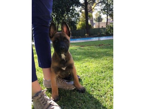 Malinois yavrular