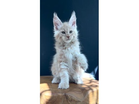 Üst kaliteli erkek maine coon
