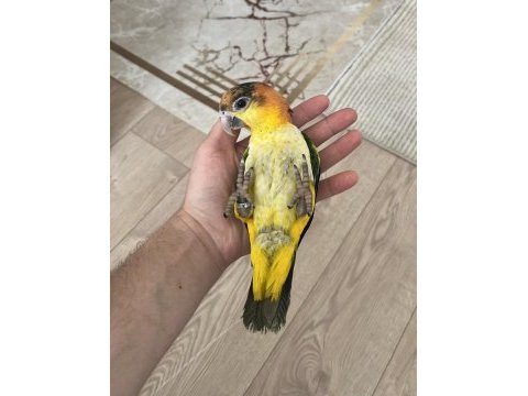Full evcil yavru caique