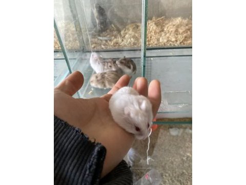 6 adet gonzales yavru sahiplendirme hamster