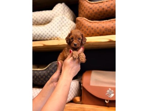 Toy poodle ayarında maltipoo