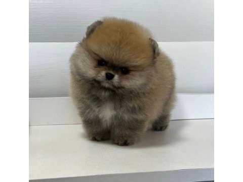 Pomeranian boo orjinal