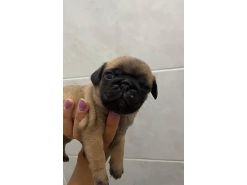 Pug mops yavrular krem siyah