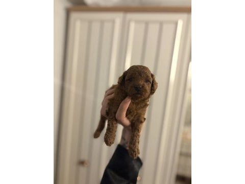 Orjınal dark red toy poodle yavrularım