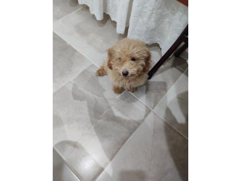 Toy poodle
