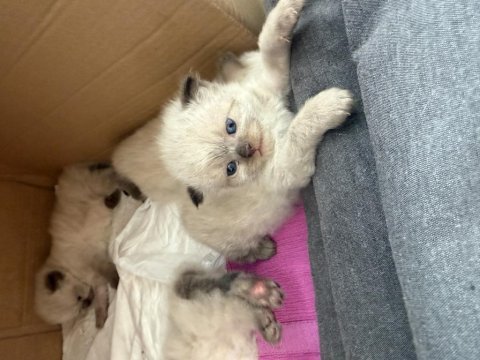 Yavru himalayan blue point