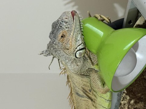 Uygun evcil iguana