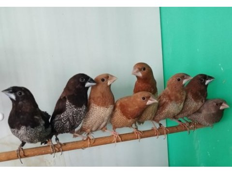 Mokka bengal ispinozu yarışma vasıflı çiftler