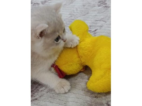 Blue golden ay12 erkek yavru kedimiz