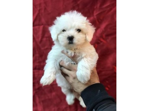 Mükemmel tea cup kore kan maltese terrier yavrularımız