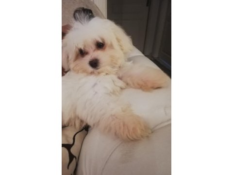 Maltese terrier paşa