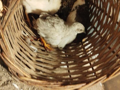 Egzotik hücre bıldırcını ve kuluçkalık yumurta