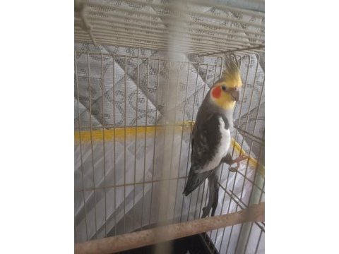 2 yaşında erkek sultan papağanı