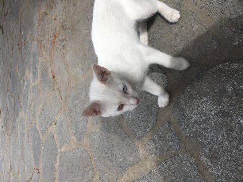 Acil yuva arıyorum