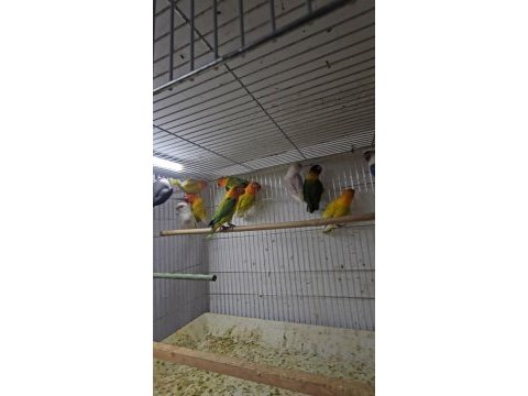 2 aylık yavru bebek cennet papaganlari