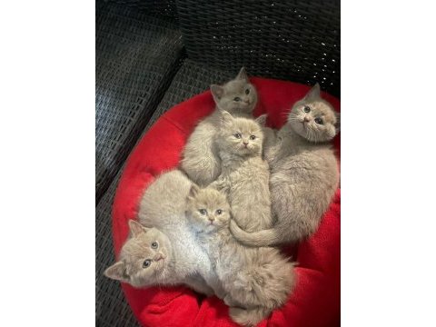 Blue point kan taşıyıcı yavrular british longhair