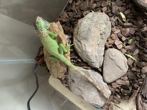 Çipli yavru iguana ele alışkın durumda