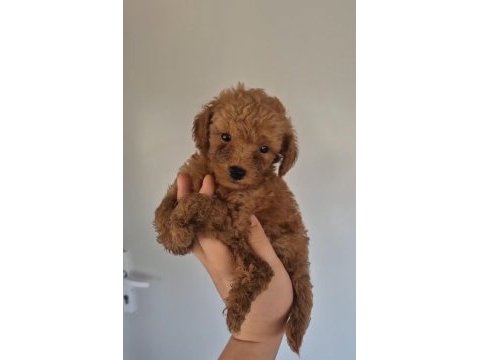 Evınızın poodle neşe kaynakları