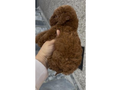 Orjinal poodle yavrular
