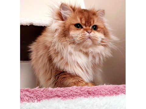 Golden erkek british longhair (eşleme ilanıdır)