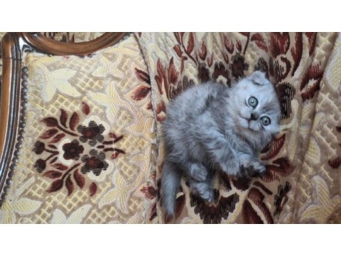 Sevimli scottish fold yavrumuz yuva arıyor!