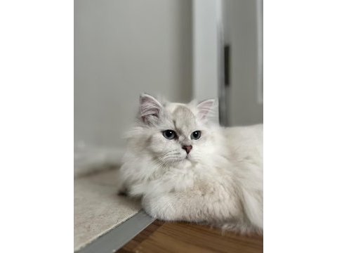 British longhair kedisi
