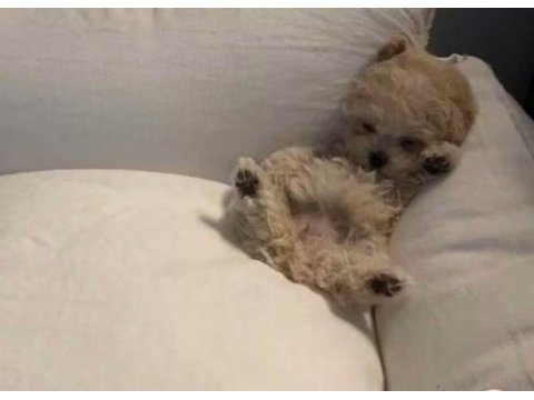 Toy poodle den farksız teacup maltipoo daha uygunu yok