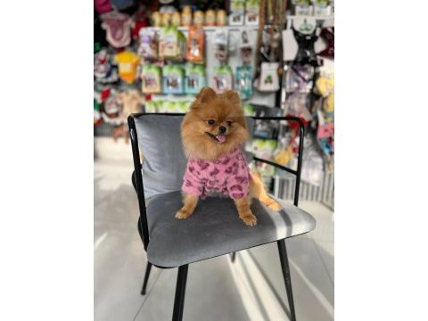 Teddy bear 1 yaş üst kalite dişi pomeranian