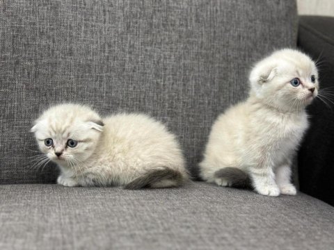 Scottish fold blue point ver british silver point bebekler