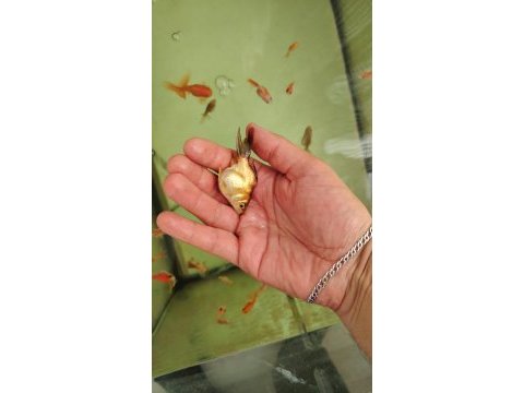 Oranda yavruları