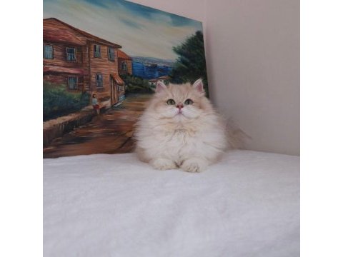 By11 ve cy1103 safkan şecereli british longhair yavru