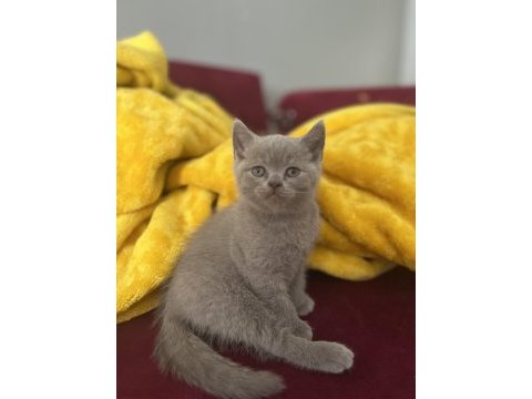 Erkek british shorthair