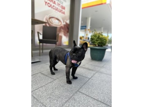 French bulldog erkek