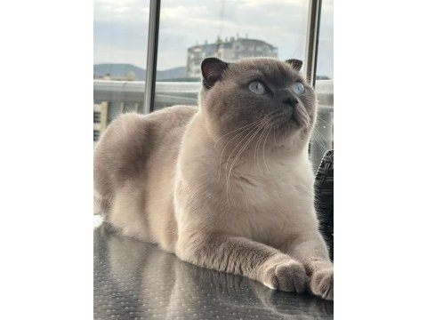 Scottish fold kedimize acil yuva arıyoruz