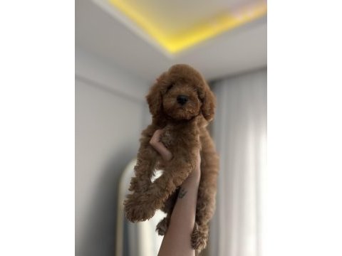 Aileden son erkek toy poodle yavru