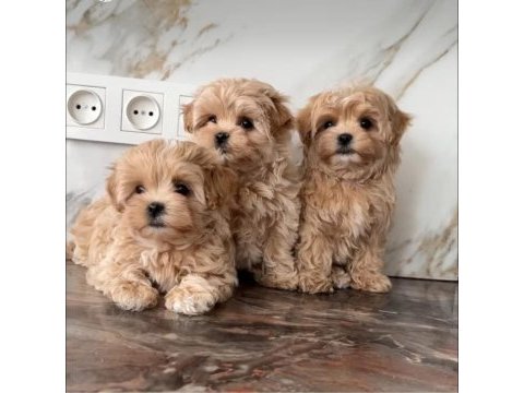 Maltipoo bebek surat ultra mini yavrularımız