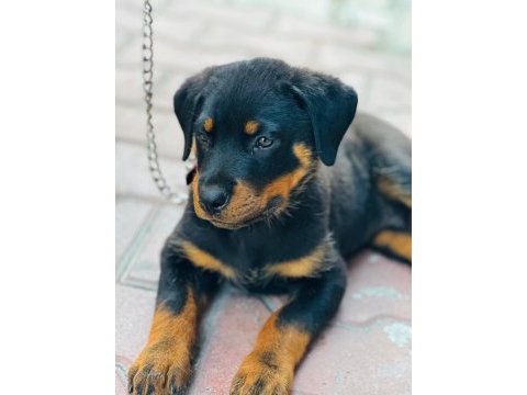 Yüksek kalite orjinal yavru rottweiler