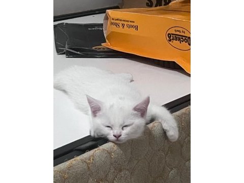 2 aylık british shorthair bebişlere yuva arıyorum