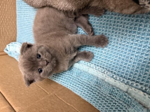 Ev ortamında büyüyen orginal british shorthair